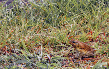 Crapaud bulldog en Guadeloupe Antilles Française