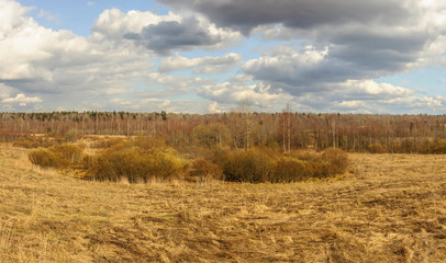 Cloudy day in early spring. Mixed forest on the hill. Russia. Leningrad region.