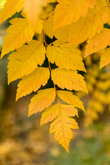 Koelreuteria Paniculata