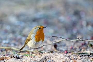 European Robin (Erithacus rubecula) in the nature protection area Moenchbruch near Frankfurt, Germany.