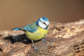 Blue Tit (Cyanistes caeruleus) in the nature protection area Moenchbruch near Frankfurt, Germany.
