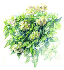Drawing with colored pencils. Bush white hydrangea
