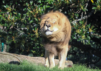 lion shaking its mane standing on the grassland with eyes closed. isolated © Puvpix
