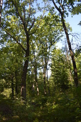 trees in the forest