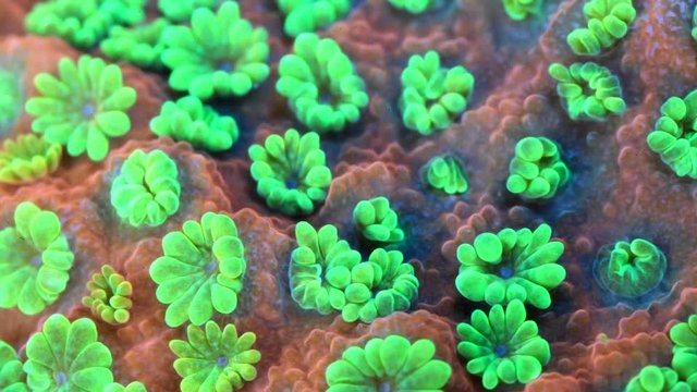 Sunset Montipora Coral Polyp Macro Dolly Timelapse HD
