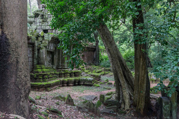 Fototapeta premium Overgrown ruins at Angkor Wat near Siem Reap, Cambodia