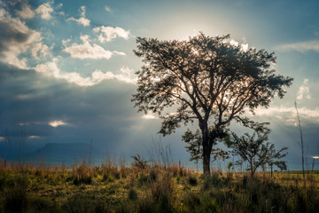 Naklejka na ściany i meble A tree silhouetted agains the late afternoon sun and a backdrop of mountains on a hiking trail in the Drakensberg, South Africa