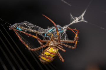 Saint Andrew spider wrapping up blue damselfly with orange tail for future feed. Predator spider...