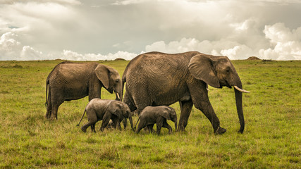 Elephant family with two babies