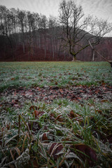 frosted meadow with brown leaf and forest background