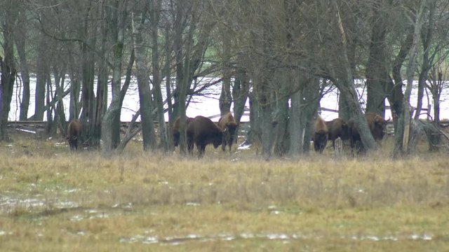 Large herd of European bison in the autumn forest, 4K, animal