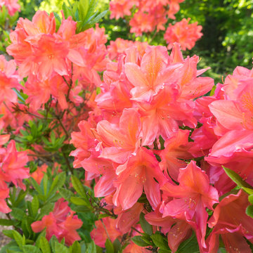 Rhododendron im Garten	