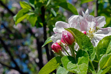 Blooming apple tree in spring with soft focus arden background.