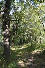 Fototapeta premium trees in the forest