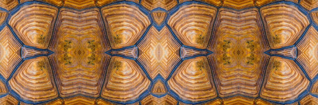 Turtle carapace, Close up texture and pattern of turtle shell in panoramic view use for web design and abstract background
