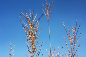 Beautiful dry grass against on blue sky. Rural Scenery under Shining Sunlight