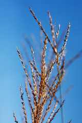 Beautiful dry grass against on blue sky. Rural Scenery under Shining Sunlight