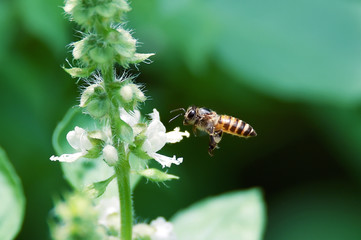 bee on flower