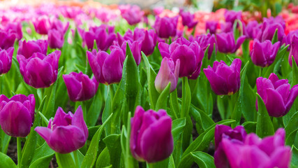 Blurred Tulip flowers spring landscape garden background with copy space.