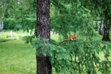 squirrel on spruce in Donetsk park