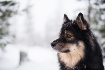 Finnish Lapphund in snowy winter landscape.
