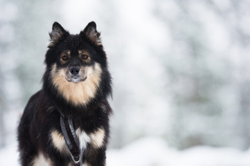 Finnish Lapphund in snowy winter landscape.