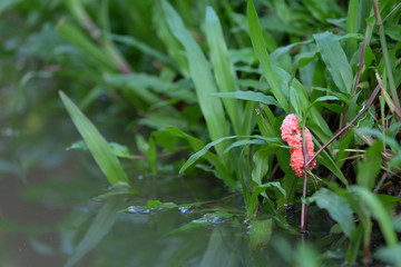 Many pink apple snail eggs holding green fresh aquatic plant in swamp