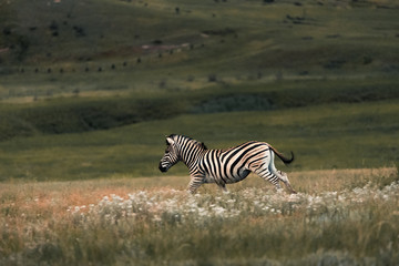 A zebra runs through the grass at dusk in the Golden Gate Highlands National Park, Drakensberg, South Africa
