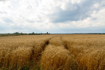 Obraz premium Field of rye