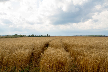 Obraz premium Field of rye