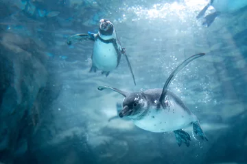 Foto op Plexiglas 空を飛ぶように泳ぐペンギンたち © Shino
