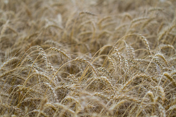 Spikes of rye