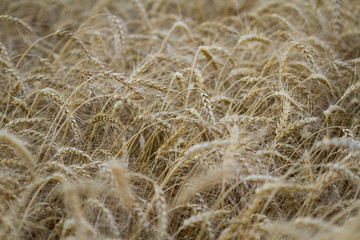 Spikes of rye