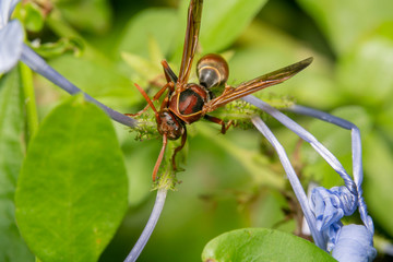 Naklejka premium Australian mud wasp, orange and black wasp, mud dauber with red antennas looking up at the camera and ready to take off