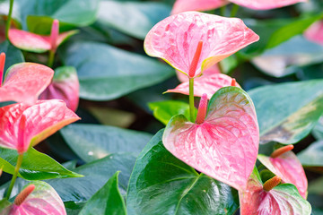 Anthurium flowers blooming in the garden.