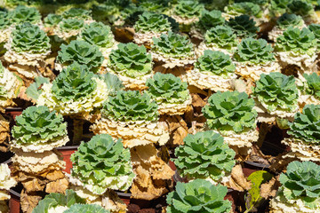 Close-up Of Cauliflower plant growing in garden.