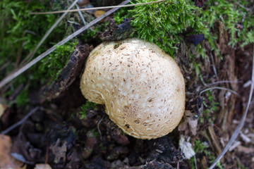 Mushroom among mosses
