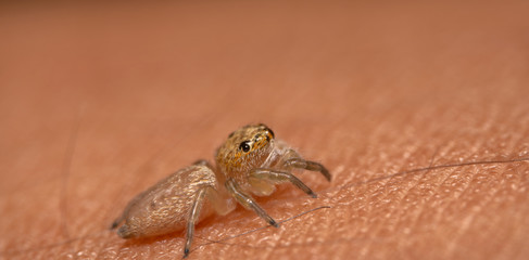 Little jumping spider crawling on skin. Light brown jumping spider looking at the camera with its peripheral vision