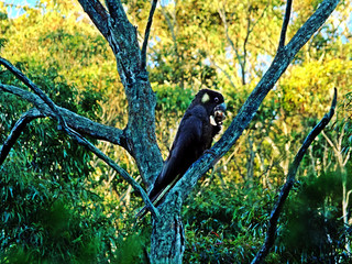 Kakadu in schwarz isst auf einem Baum einen Käfer
