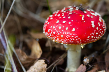 Red and white fly agaric close-up