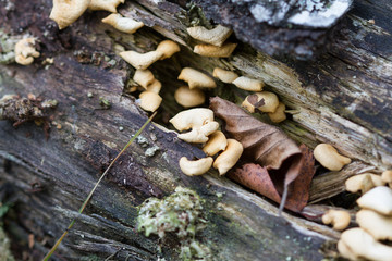 Mushrooms on the birch trunk