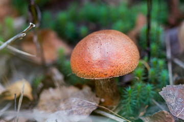 Orange-cap boletus