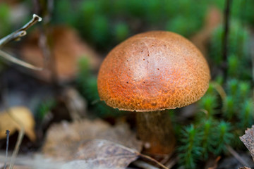 Orange-cap boletus
