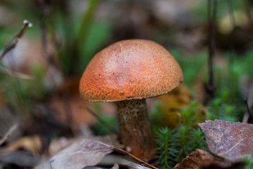 Orange-cap boletus