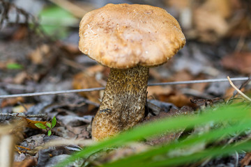 Brown cap boletus among foliage