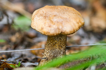 Brown cap boletus among foliage