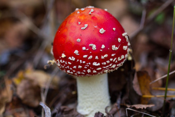 Red and white fly agaric close-up