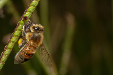 Bee drinking/looking for nectar off of a green plant with tiny purple flowers. Bee hanging down on a diagonal plant