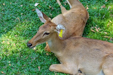 Closeup portrait young deer sitting with small tag on ear in blurred grass background 