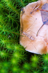 A mosquito on a mushroom around which moss